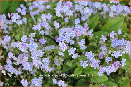 Omphalodes cappadocica &#039;Starry Eyes&#039; | Amerikaans vergeet-mij-nietje, Witte onschuld | Kaukasus-Gedenkemein