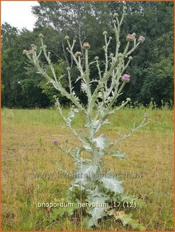 Onopordum nervosum | Wegdistel, Ezelsdistel | Eselsdistel