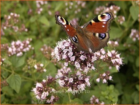 Origanum vulgare | Oregano, Marjolein, Majoraan | Gew&ouml;hnlicher Dost