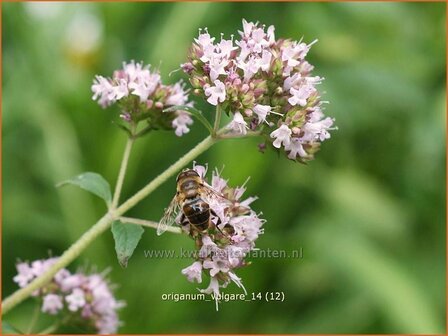 Origanum vulgare | Oregano, Marjolein, Majoraan | Gew&ouml;hnlicher Dost