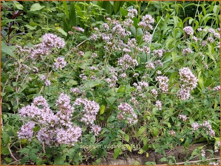 Origanum vulgare | Oregano, Marjolein, Majoraan | Gew&ouml;hnlicher Dost