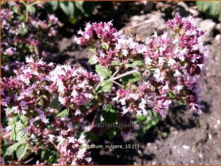 Origanum vulgare | Oregano, Marjolein, Majoraan | Gew&ouml;hnlicher Dost