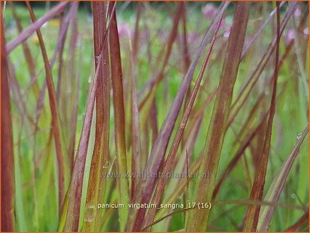 Panicum virgatum &#039;Sangria&#039; | Vingergras, Parelgierst | Rutenhirse