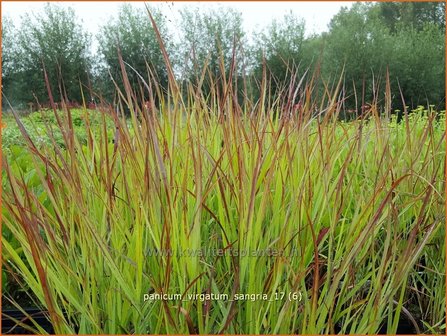 Panicum virgatum &#039;Sangria&#039; | Vingergras, Parelgierst | Rutenhirse