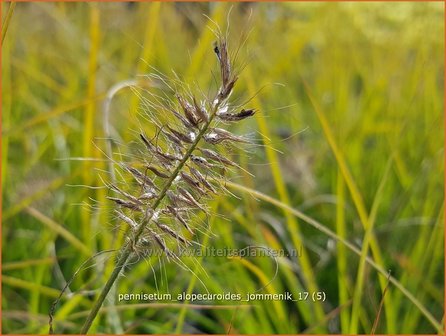 Pennisetum alopecuroides &#039;Jommenik&#039; | Lampenpoetsersgras, Borstelveergras | Lampenputzergras