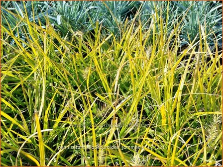 Pennisetum alopecuroides &#039;Jommenik&#039; | Lampenpoetsersgras, Borstelveergras | Lampenputzergras