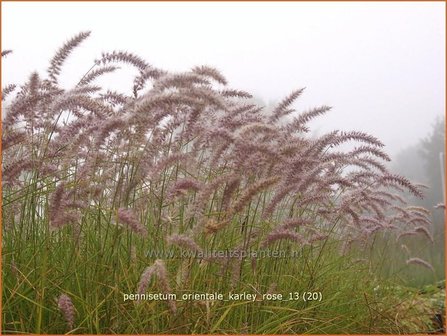 Pennisetum orientale 'Karley Rose' | Lampenpoetsersgras, Borstelveergras | Orientalisches Lampenputzergras