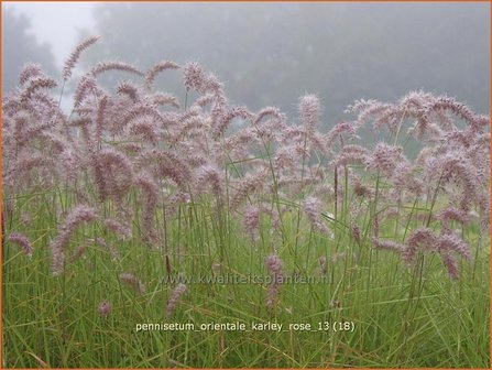Pennisetum orientale 'Karley Rose' | Lampenpoetsersgras, Borstelveergras | Orientalisches Lampenputzergras