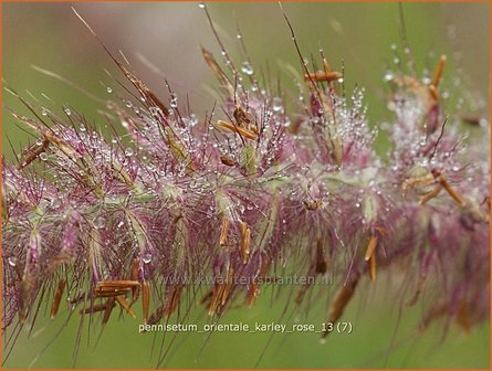 Pennisetum orientale 'Karley Rose' | Lampenpoetsersgras, Borstelveergras | Orientalisches Lampenputzergras