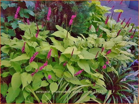 Persicaria amplexicaulis 'Golden Arrow' | Adderwortel, Duizendknoop | Kerzenkn&ouml;terich