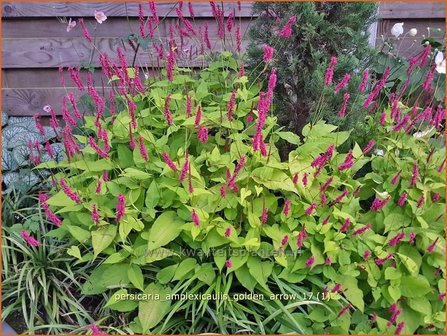 Persicaria amplexicaulis 'Golden Arrow' | Adderwortel, Duizendknoop | Kerzenkn&ouml;terich
