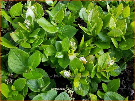 Persicaria kahil | Duizendknoop | Wei&szlig;er Kissen-Kn&ouml;terich