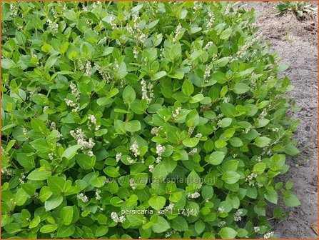 Persicaria kahil | Duizendknoop | Wei&szlig;er Kissen-Kn&ouml;terich