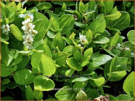 Persicaria kahil | Duizendknoop | Wei&szlig;er Kissen-Kn&ouml;terich