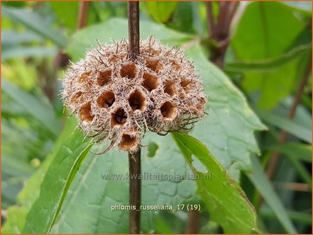 &quot;Phlomis russeliana | Brandkruid | Syrisches Brandkraut &quot;