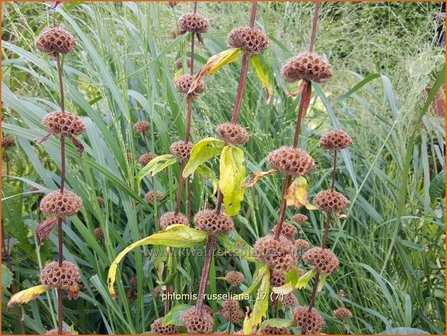 &quot;Phlomis russeliana | Brandkruid | Syrisches Brandkraut &quot;