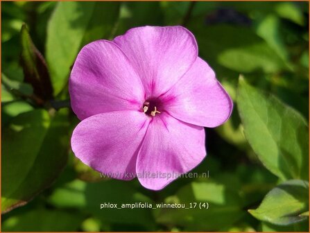 Phlox amplifolia &#039;Winnetou&#039; | Grootbladige vlambloem, Vlambloem, Flox, Floks | Gro&szlig;bl&auml;ttrige Flammenblume | Large-L