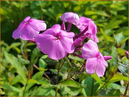 Phlox amplifolia &#039;Winnetou&#039; | Grootbladige vlambloem, Vlambloem, Flox, Floks | Gro&szlig;bl&auml;ttrige Flammenblume | Large-L