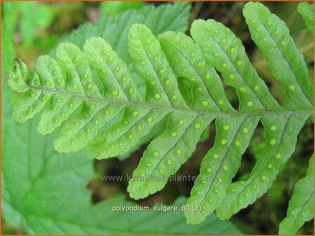 Polypodium vulgare | Eikvaren | Engels&uuml;&szlig;