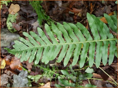 Polypodium vulgare | Eikvaren | Engels&uuml;&szlig;