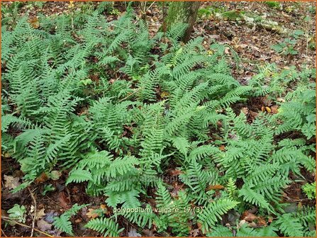 Polypodium vulgare | Eikvaren | Engels&uuml;&szlig;