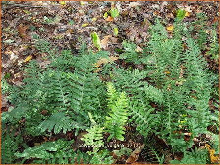 Polypodium vulgare | Eikvaren | Engels&uuml;&szlig;