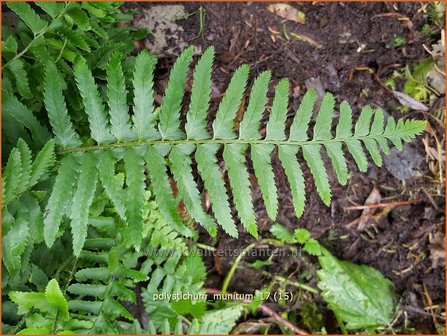 Polystichum munitum | Zwaardvaren, Naaldvaren | Schwertfarn