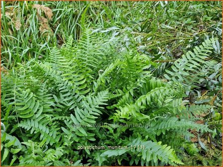 Polystichum munitum | Zwaardvaren, Naaldvaren | Schwertfarn