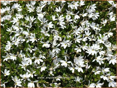 Pratia angulata &#039;Treadwellii&#039; | Teppich-Scheinlobelie