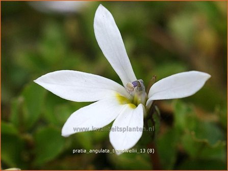 Pratia angulata 'Treadwellii' | Teppich-Scheinlobelie