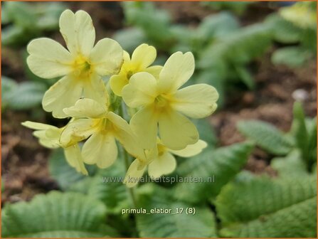 Primula elatior | Slanke sleutelbloem, Sleutelbloem | Waldschl&uuml;sselblume