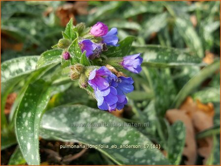 Pulmonaria longifolia 'E.B. Anderson' | Longkruid | Langbl&auml;ttriges Lungenkraut