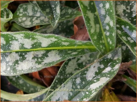 Pulmonaria longifolia 'E.B. Anderson' | Longkruid | Langbl&auml;ttriges Lungenkraut