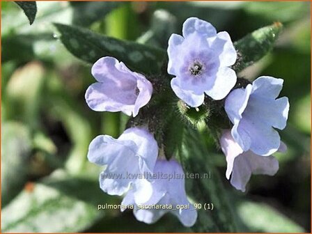 Pulmonaria saccharata 'Opal' | Italiaans longkruid, Longkruid | Geflecktes Lungenkraut | Bethlehem Sage
