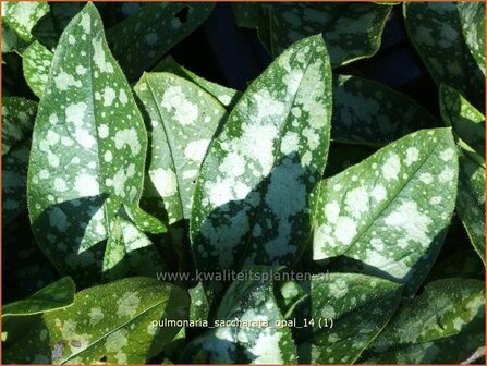 Pulmonaria saccharata 'Opal' | Italiaans longkruid, Longkruid | Geflecktes Lungenkraut | Bethlehem Sage
