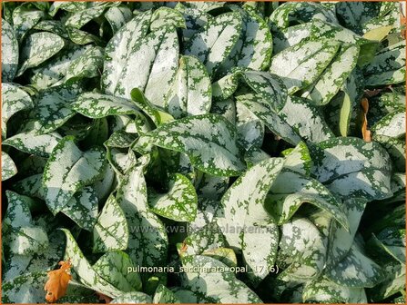 Pulmonaria saccharata 'Opal' | Italiaans longkruid, Longkruid | Geflecktes Lungenkraut | Bethlehem Sage