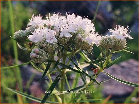 Pycnanthemum flexuosum | Ranke bergmunt, Bergmunt | D&uuml;nnbl&auml;ttrige Scheinbergminze