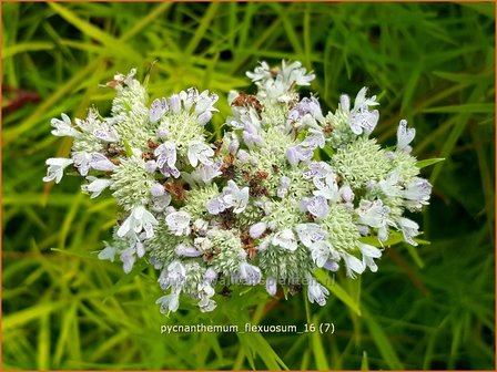 Pycnanthemum flexuosum | Ranke bergmunt, Bergmunt | D&uuml;nnbl&auml;ttrige Scheinbergminze