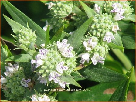 Pycnanthemum flexuosum | Ranke bergmunt, Bergmunt | D&uuml;nnbl&auml;ttrige Scheinbergminze