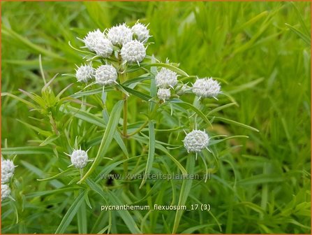 Pycnanthemum flexuosum | Ranke bergmunt, Bergmunt | D&uuml;nnbl&auml;ttrige Scheinbergminze