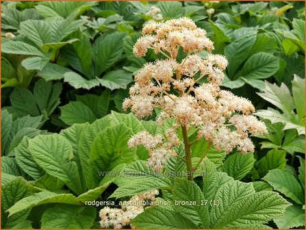 Rodgersia aesculifolia 'Irish Bronze' | Kastanjebladige astilbe, Schout-bij-nacht, Kijkblad | Kastanienbl&auml;