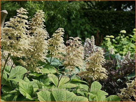 Rodgersia aesculifolia 'Irish Bronze' | Kastanjebladige astilbe, Schout-bij-nacht, Kijkblad | Kastanienbl&auml;