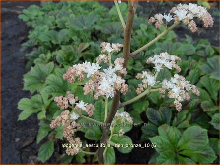 Rodgersia aesculifolia 'Irish Bronze' | Kastanjebladige astilbe, Schout-bij-nacht, Kijkblad | Kastanienbl&auml;