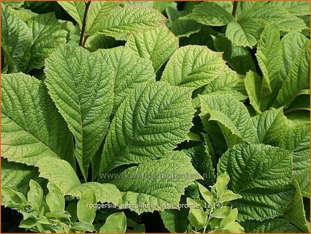 Rodgersia aesculifolia 'Irish Bronze' | Kastanjebladige astilbe, Schout-bij-nacht, Kijkblad | Kastanienbl&auml;