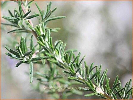 Rosmarinus officinalis &#039;Arp&#039; | Rozemarijn | Rosmarin