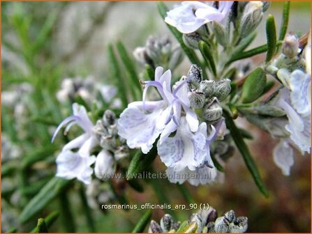 Rosmarinus officinalis &#039;Arp&#039; | Rozemarijn | Rosmarin