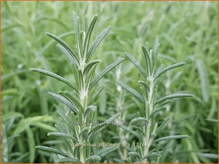 Rosmarinus officinalis &#039;Arp&#039; | Rozemarijn | Rosmarin