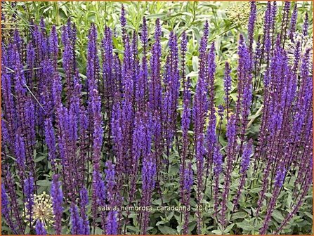 Salvia nemorosa &#039;Caradonna&#039; | Bossalie, Salie, Salvia | Steppensalbei