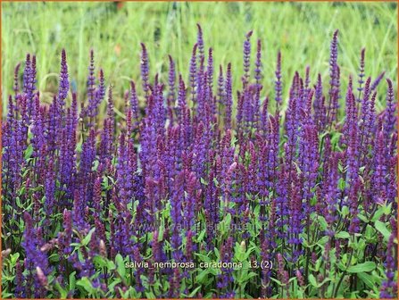 Salvia nemorosa &#039;Caradonna&#039; | Bossalie, Salie, Salvia | Steppensalbei