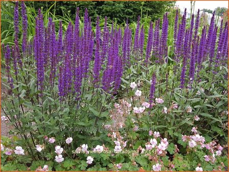 Salvia nemorosa &#039;Caradonna&#039; | Bossalie, Salie, Salvia | Steppensalbei